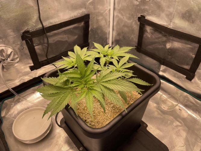 Humboldt Pineapple Round2. Week 7