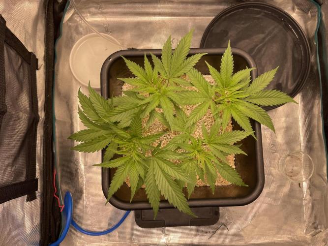 Humboldt Pineapple Round2. Week 7