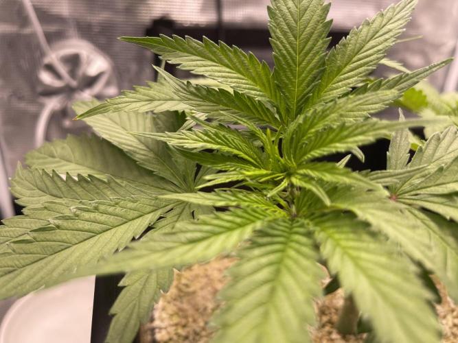 Humboldt Pineapple Round2. Week 7