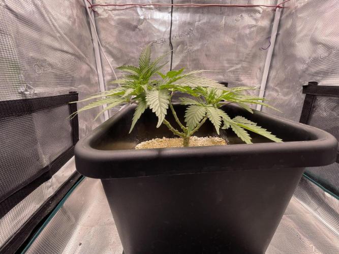 Humboldt Pineapple Round2. Week 7