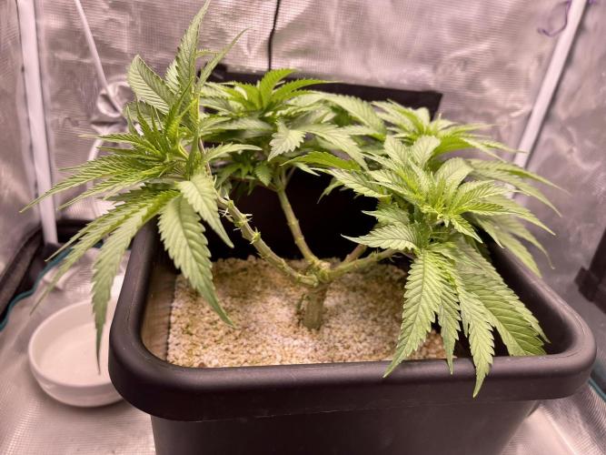 Humboldt Pineapple Round2. Week 8