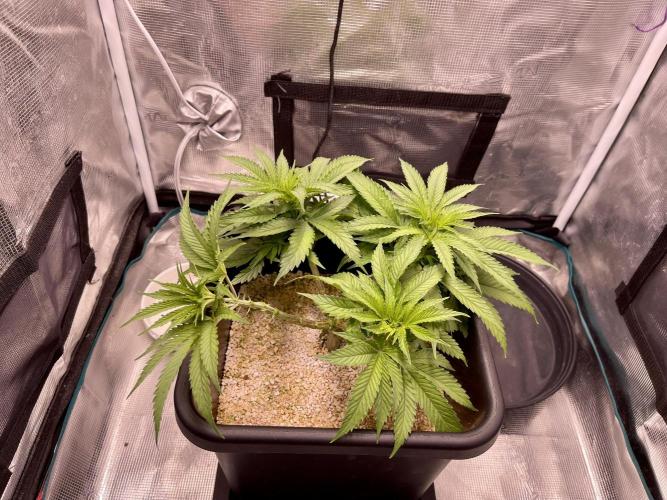 Humboldt Pineapple Round2. Week 8