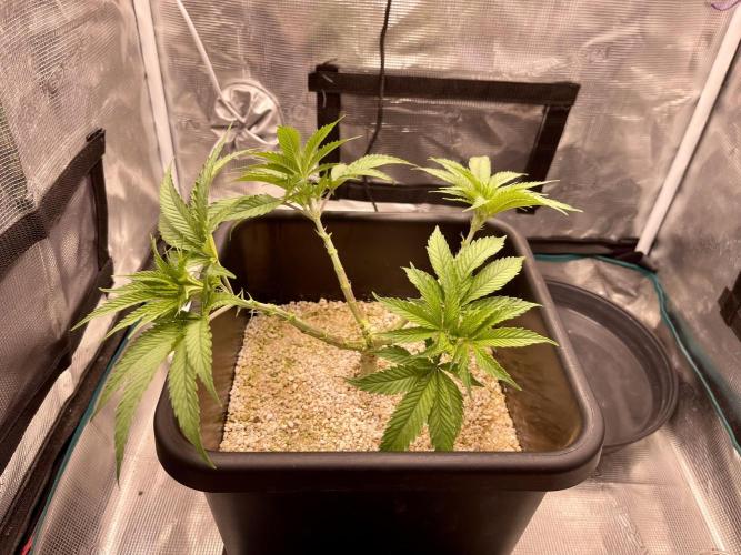 Humboldt Pineapple Round2. Week 8