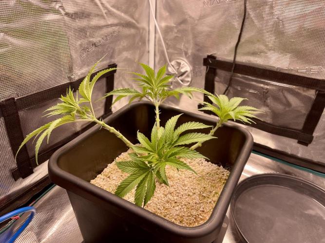 Humboldt Pineapple Round2. Week 8