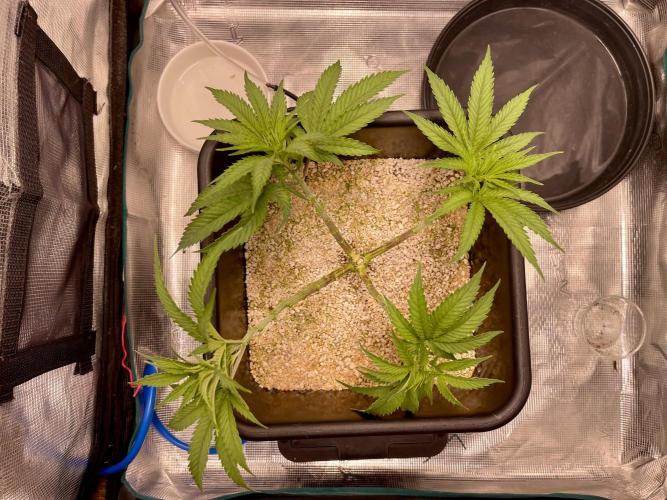 Humboldt Pineapple Round2. Week 8