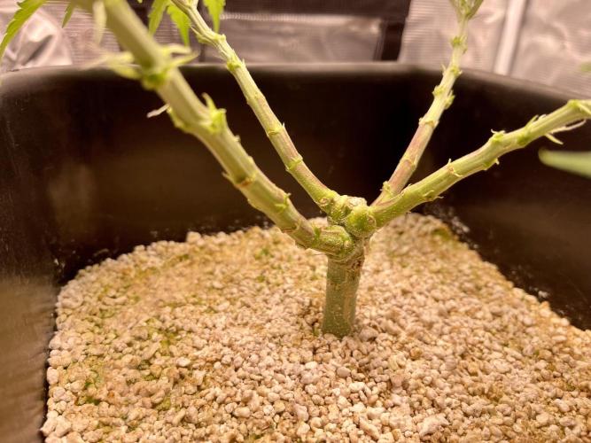 Humboldt Pineapple Round2. Week 8