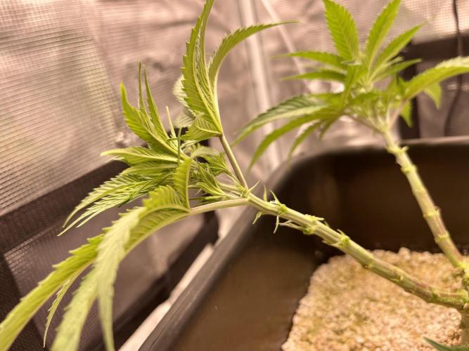 Humboldt Pineapple Round2. Week 8