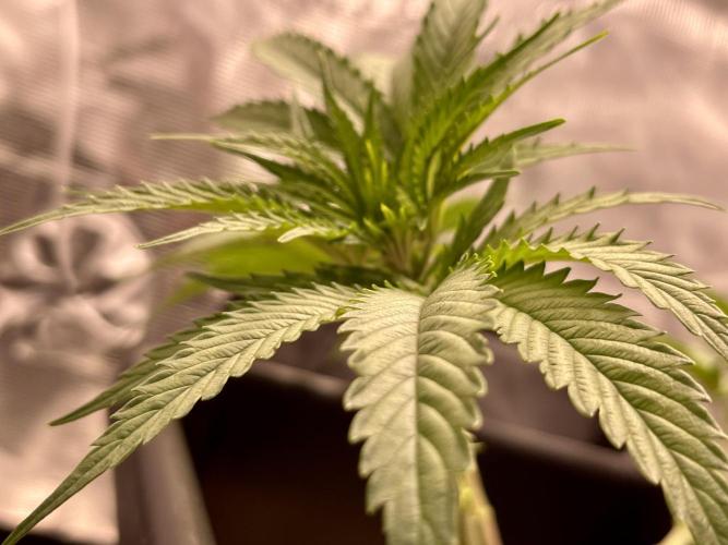 Humboldt Pineapple Round2. Week 8