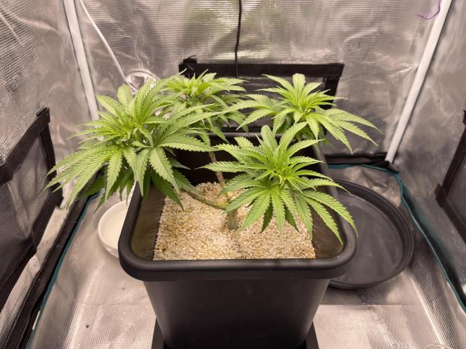 Humboldt Pineapple Round2. Week 9