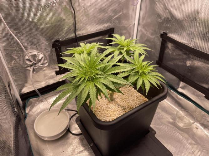 Humboldt Pineapple Round2. Week 9
