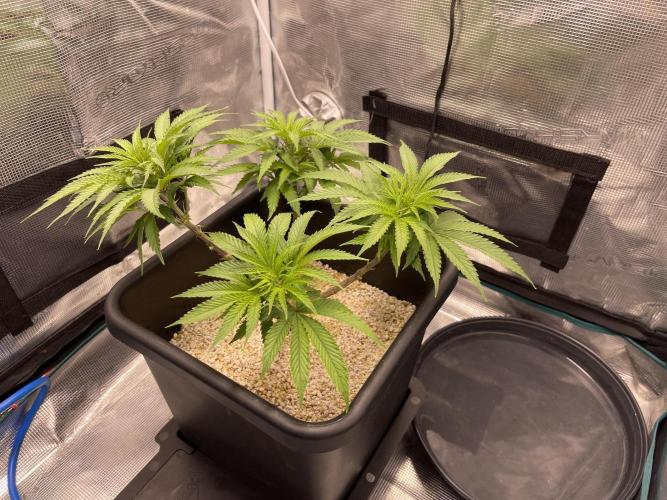 Humboldt Pineapple Round2. Week 9