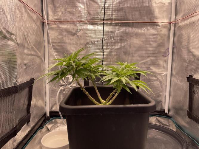 Humboldt Pineapple Round2. Week 9