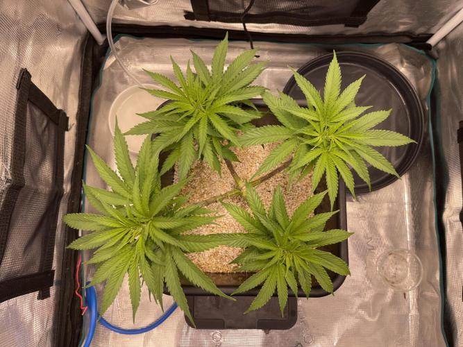 Humboldt Pineapple Round2. Week 9