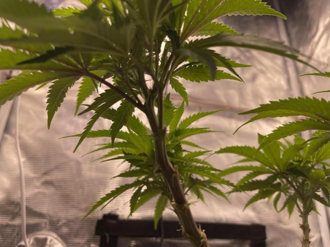 Humboldt Pineapple Round2. Week 9