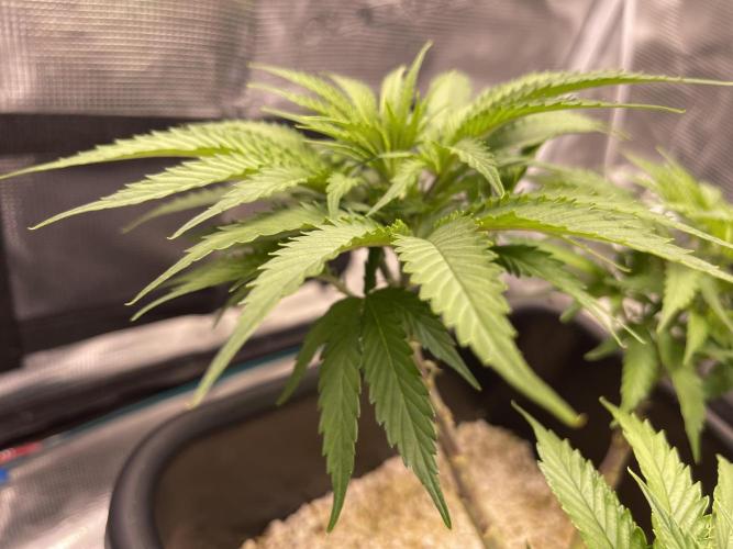 Humboldt Pineapple Round2. Week 9