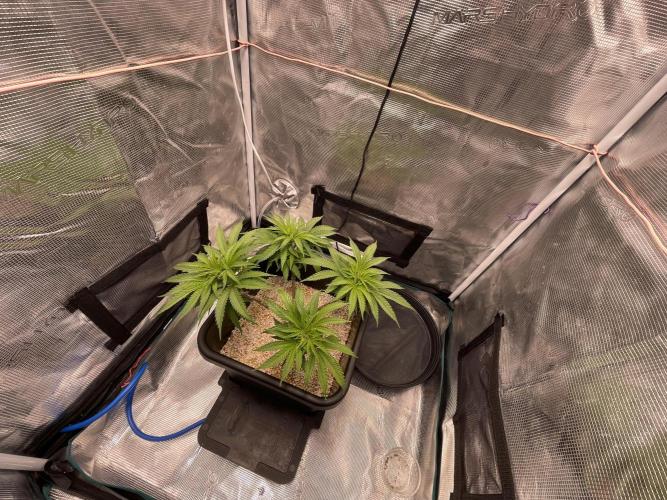 Humboldt Pineapple Round2. Week 9