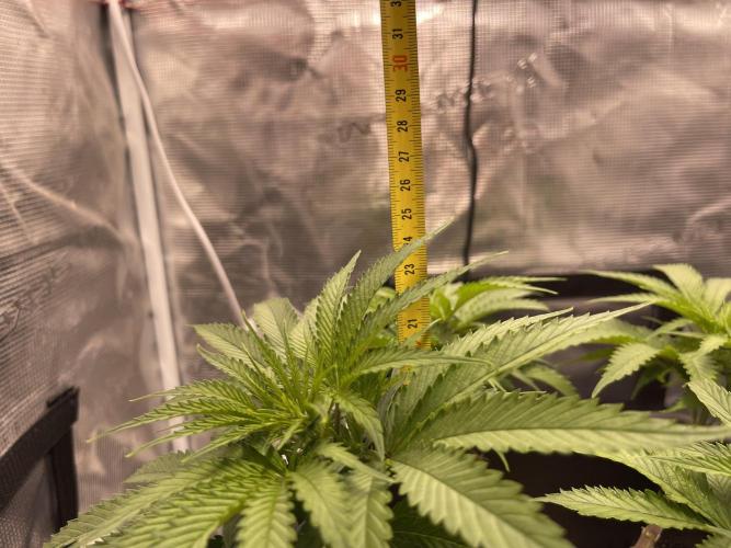 Humboldt Pineapple Round2. Week 9
