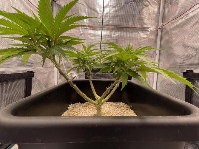 Humboldt Pineapple Round2. Week 9