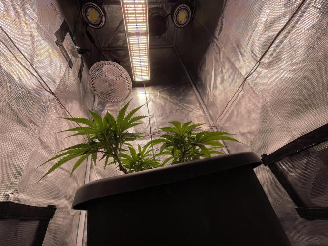 Pineapple Upside Down Cake. Week 9