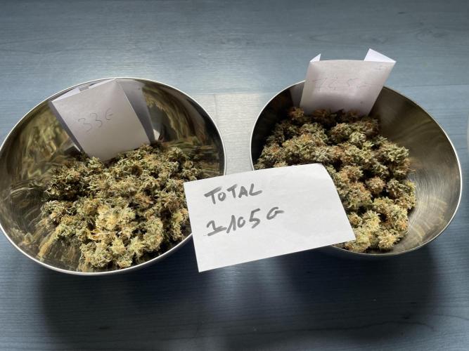 Pineapple Upside Down Cake Autopot. Week 31