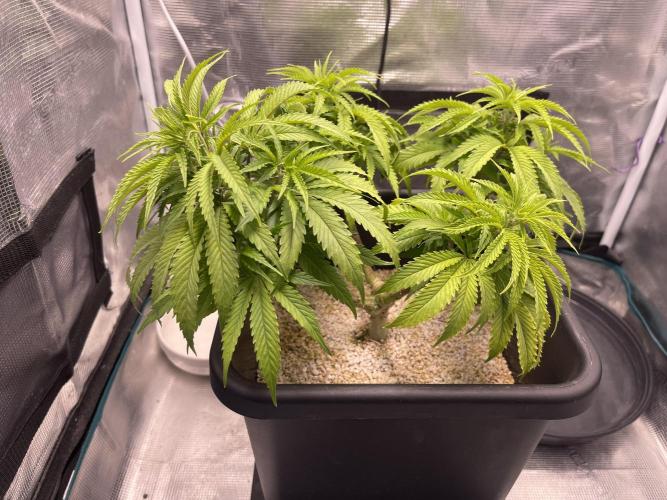 Humboldt Pineapple Round2. Week 10
