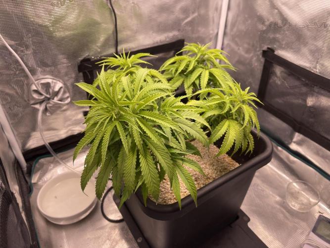 Humboldt Pineapple Round2. Week 10