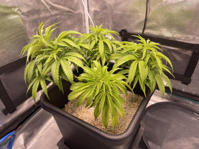 Humboldt Pineapple Round2. Week 10