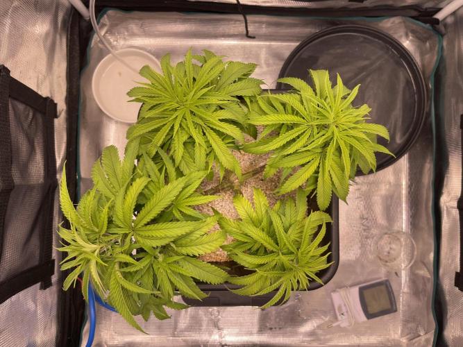 Humboldt Pineapple Round2. Week 10