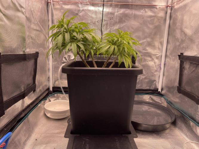Humboldt Pineapple Round2. Week 10