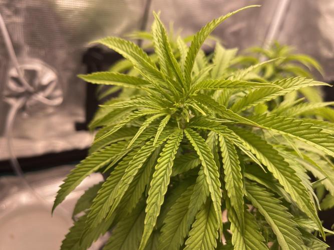 Humboldt Pineapple Round2. Week 10