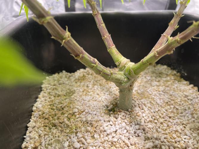 Humboldt Pineapple Round2. Week 10
