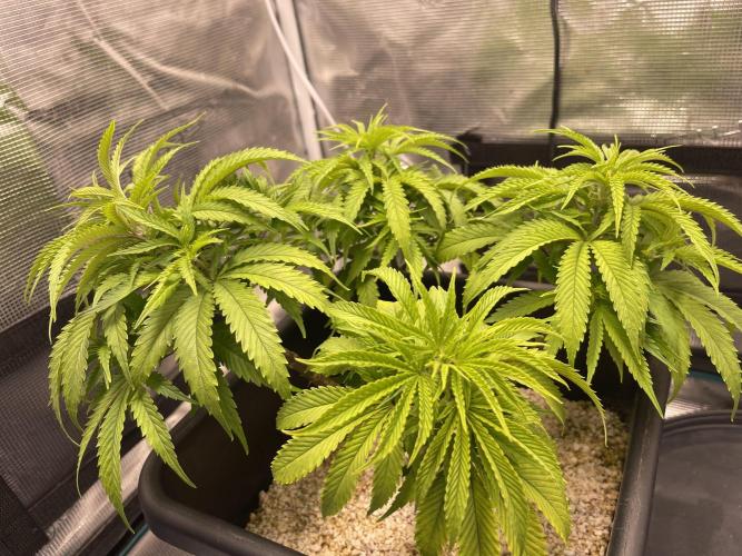 Pineapple Upside Down Cake. Week 10