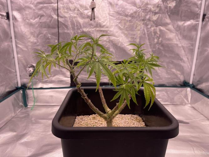 Humboldt Pineapple Round2. Week 11