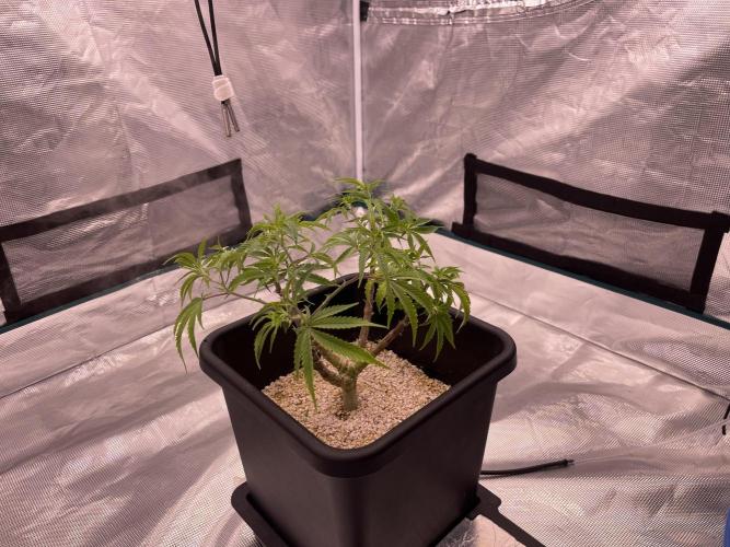 Humboldt Pineapple Round2. Week 11