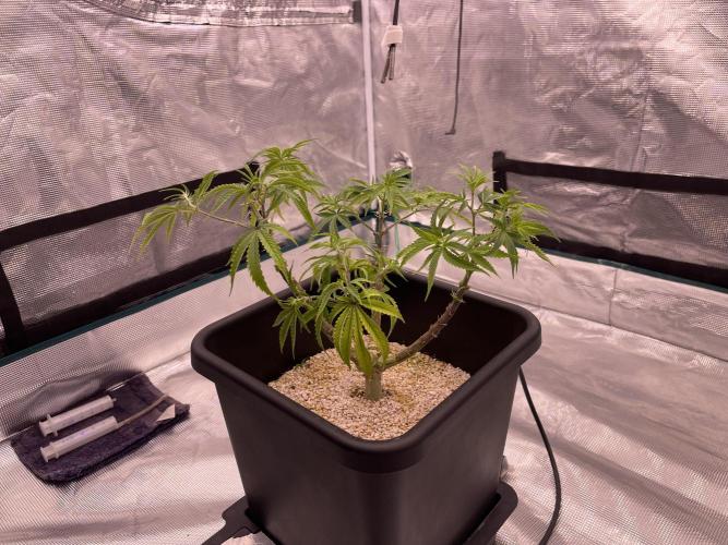 Humboldt Pineapple Round2. Week 11
