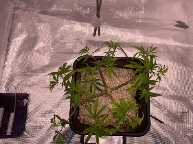 Humboldt Pineapple Round2. Week 11