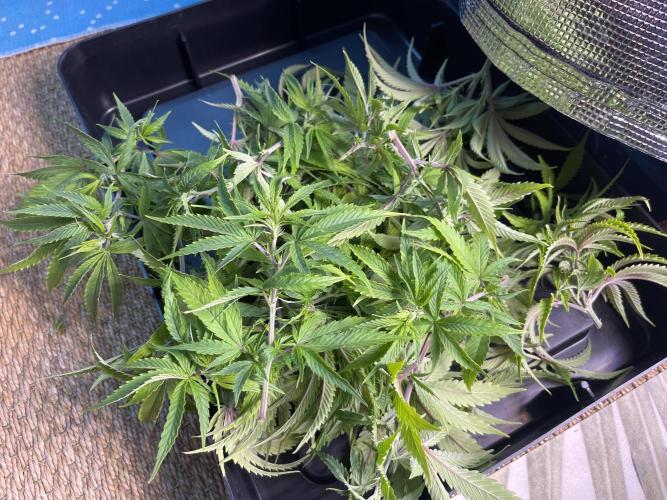 Humboldt Pineapple Round2. Week 11