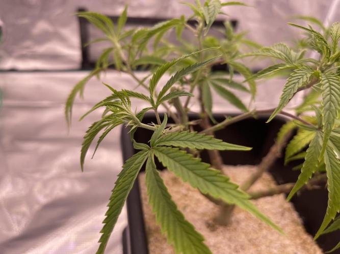 Humboldt Pineapple Round2. Week 11