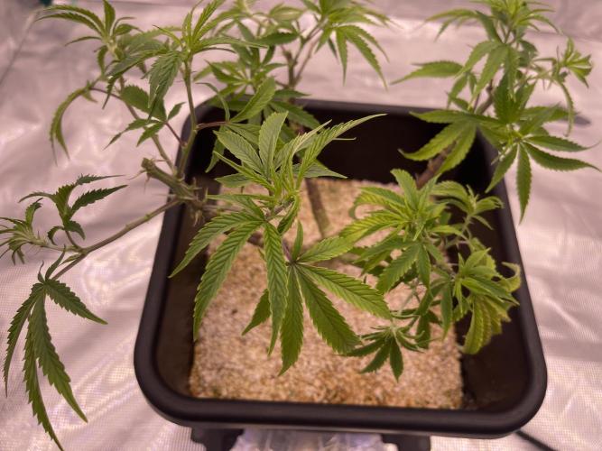 Humboldt Pineapple Round2. Week 11