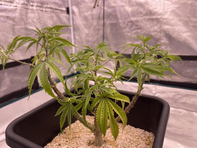 Humboldt Pineapple Round2. Week 11