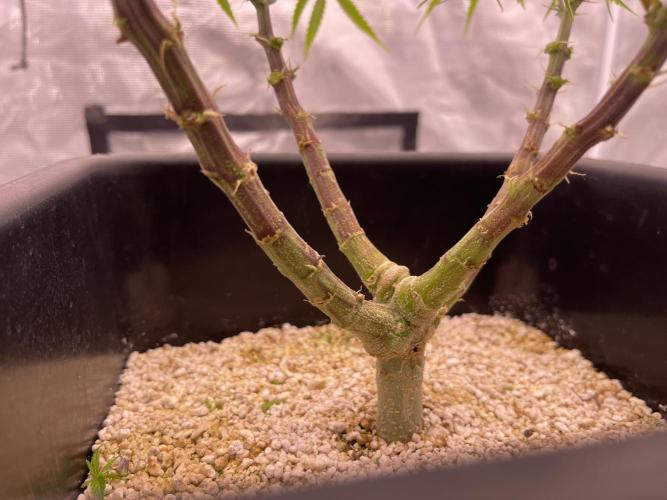 Pineapple Upside Down Cake. Week 11