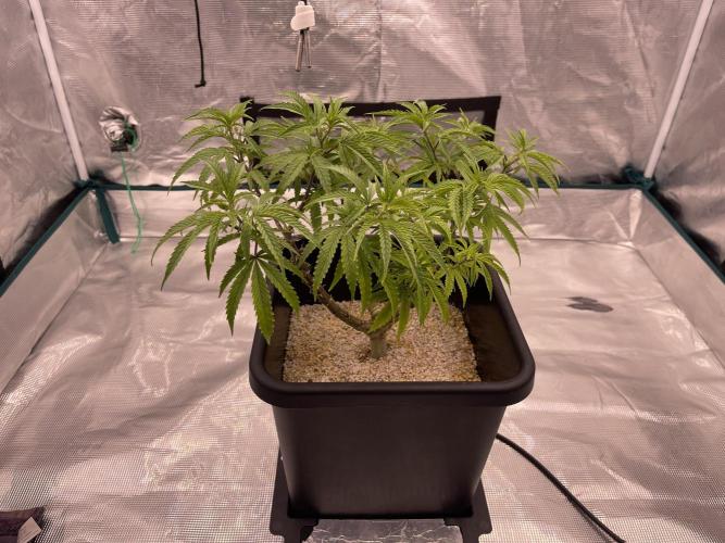 Humboldt Pineapple Round2. Week 12