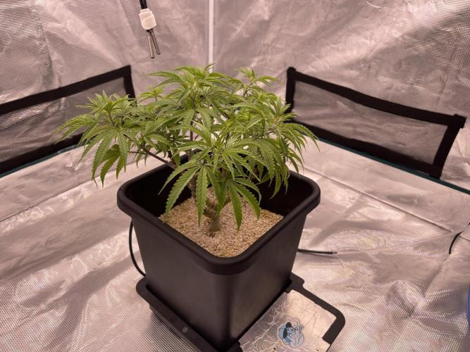 Humboldt Pineapple Round2. Week 12