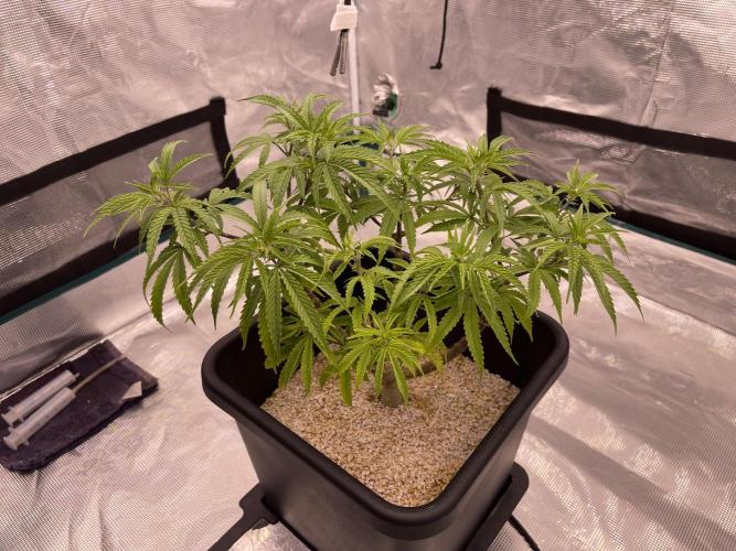 Humboldt Pineapple Round2. Week 12