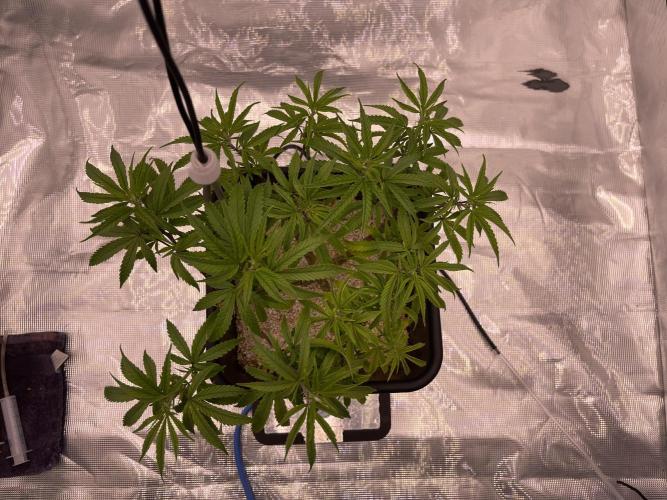 Humboldt Pineapple Round2. Week 12