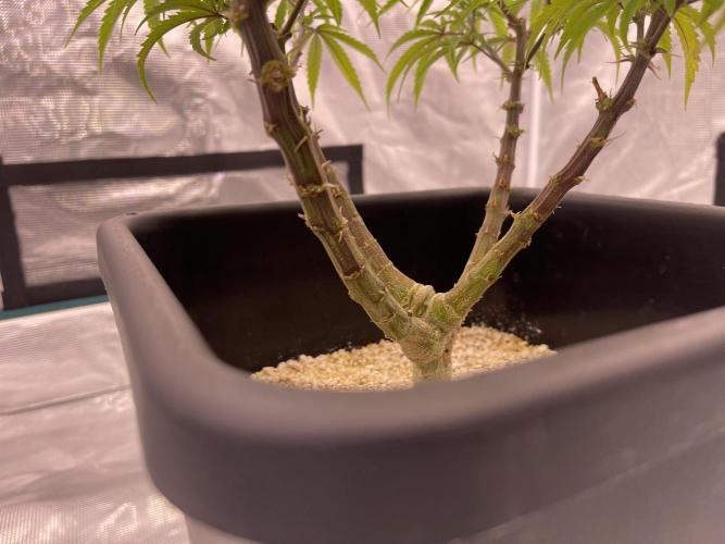 Humboldt Pineapple Round2. Week 12