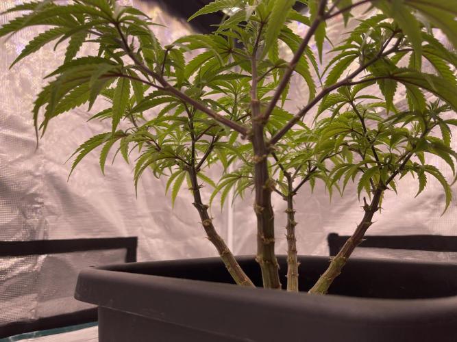 Humboldt Pineapple Round2. Week 12