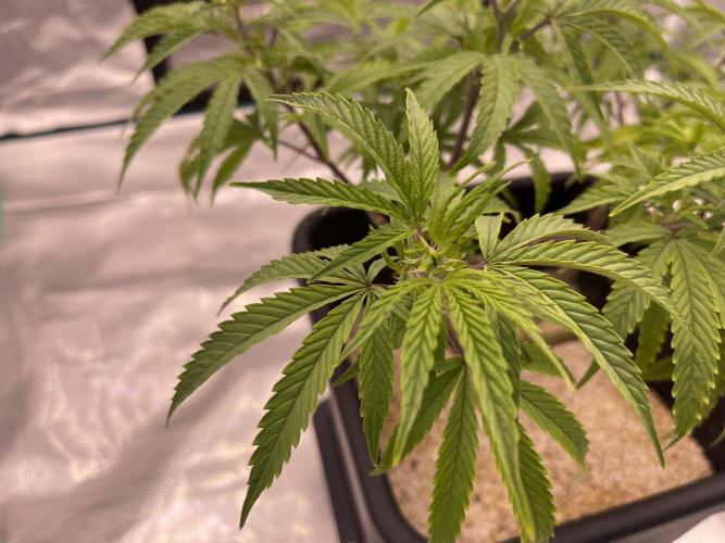 Humboldt Pineapple Round2. Week 12