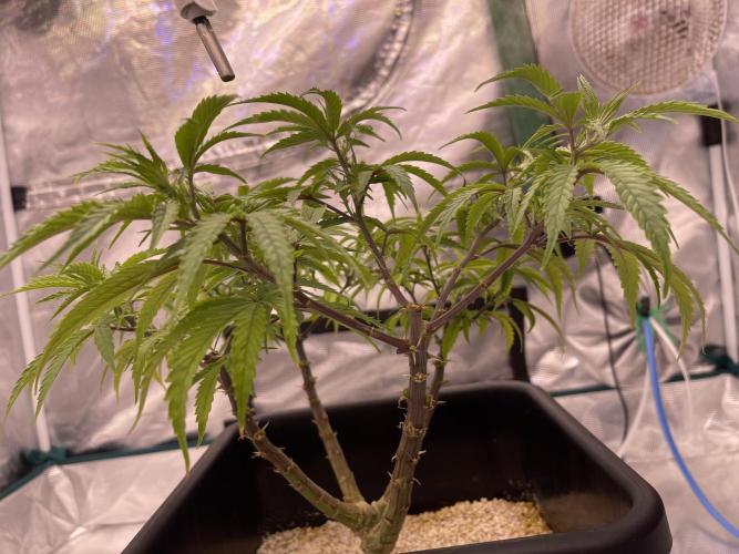 Humboldt Pineapple Round2. Week 12