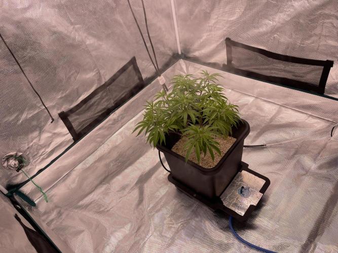 Humboldt Pineapple Round2. Week 12